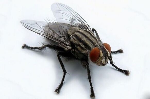 voar como portador de parasitos humanos