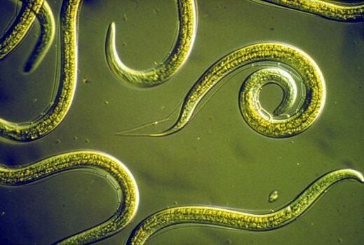Vermes nematodos parasitos que viven no intestino delgado humano